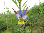 SX06812 Heartsease (Viola tricolor) 'Wild Pansy'.jpg